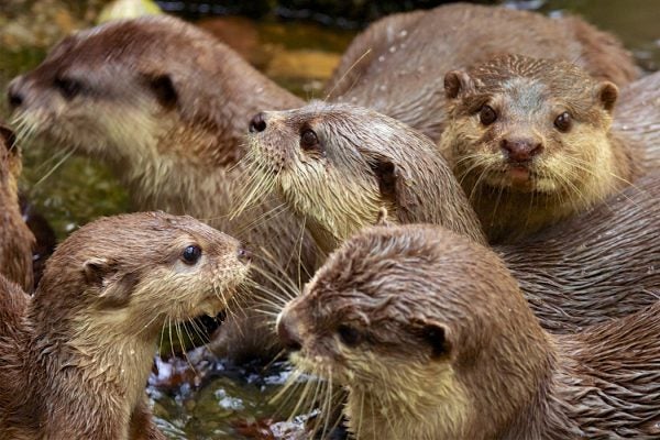 Asian small-clawed otters