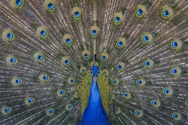 A peacock