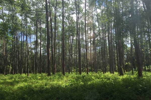 Florida Longleaf Pines