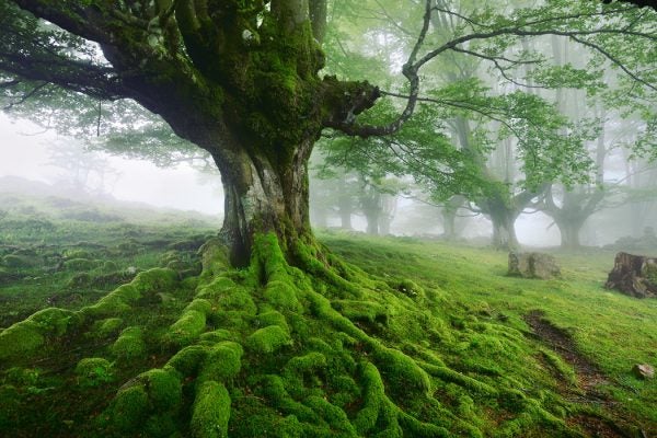 A large tree with moss-covered roots.