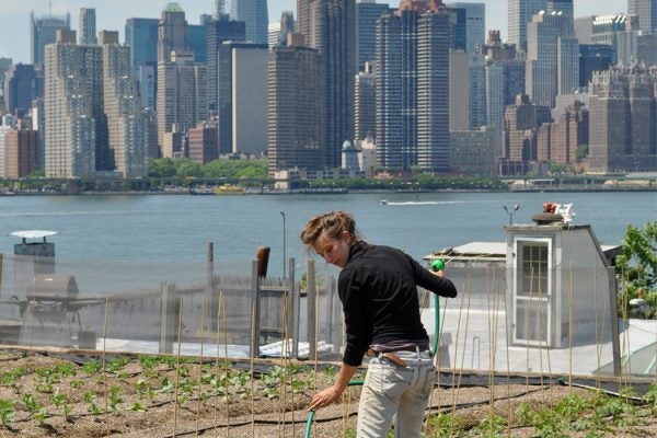 Eagle Street Rooftop Farm, Brooklyn, NY