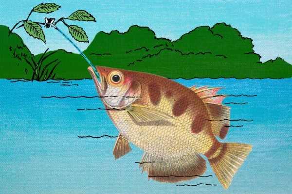 An archerfish shooting water at a bug