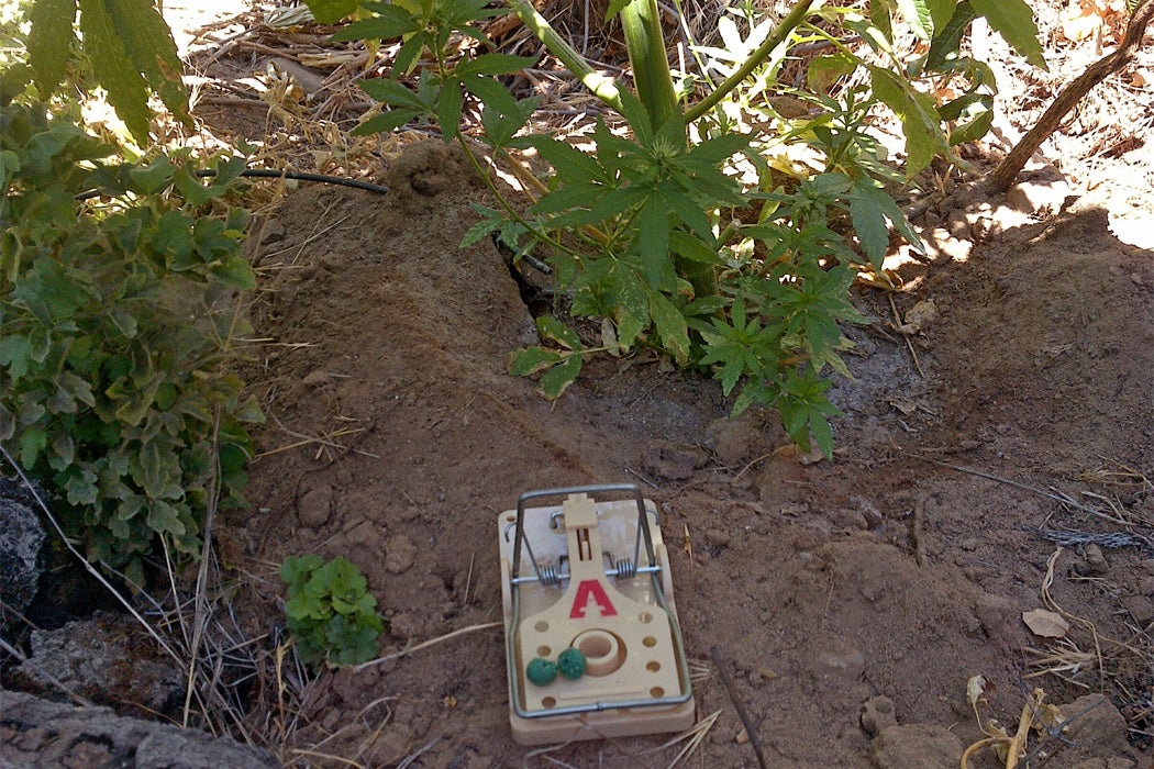 Rodenticide wired to a snap-trap beneath marijuana plants. Image courtesy Mourad Gabriel at IERC.