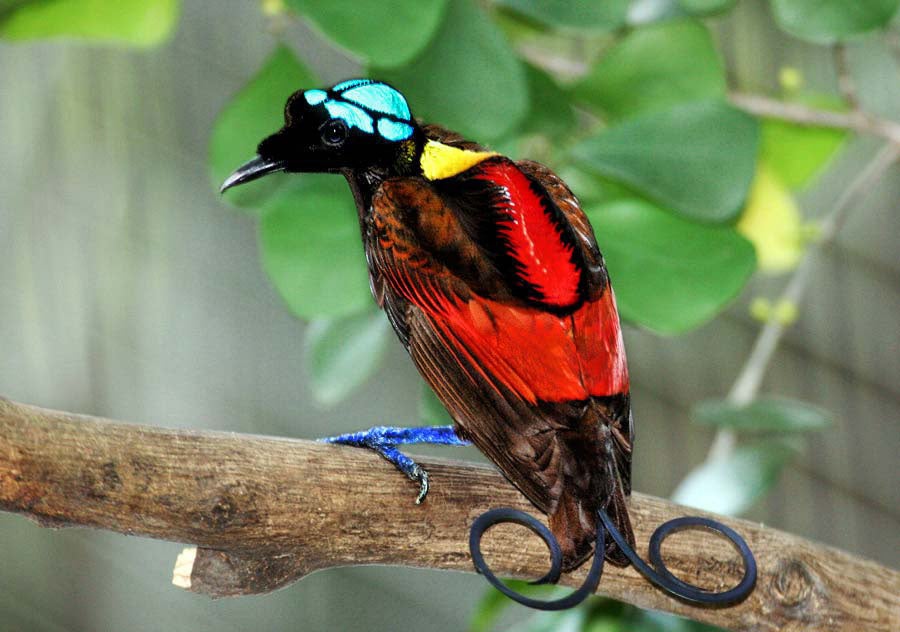 Wilson's Bird of Paradise