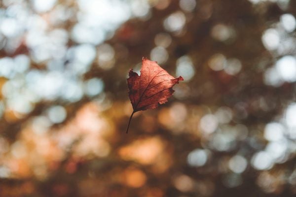 A falling leaf