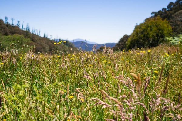 A green meadow