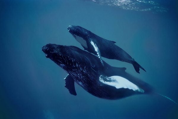 A pair of humpback whales