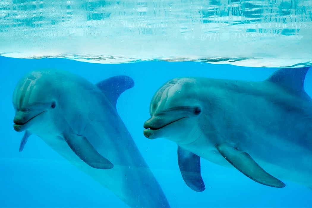 Dolphins in captivity