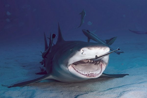 A shark being cleaned by smaller fish