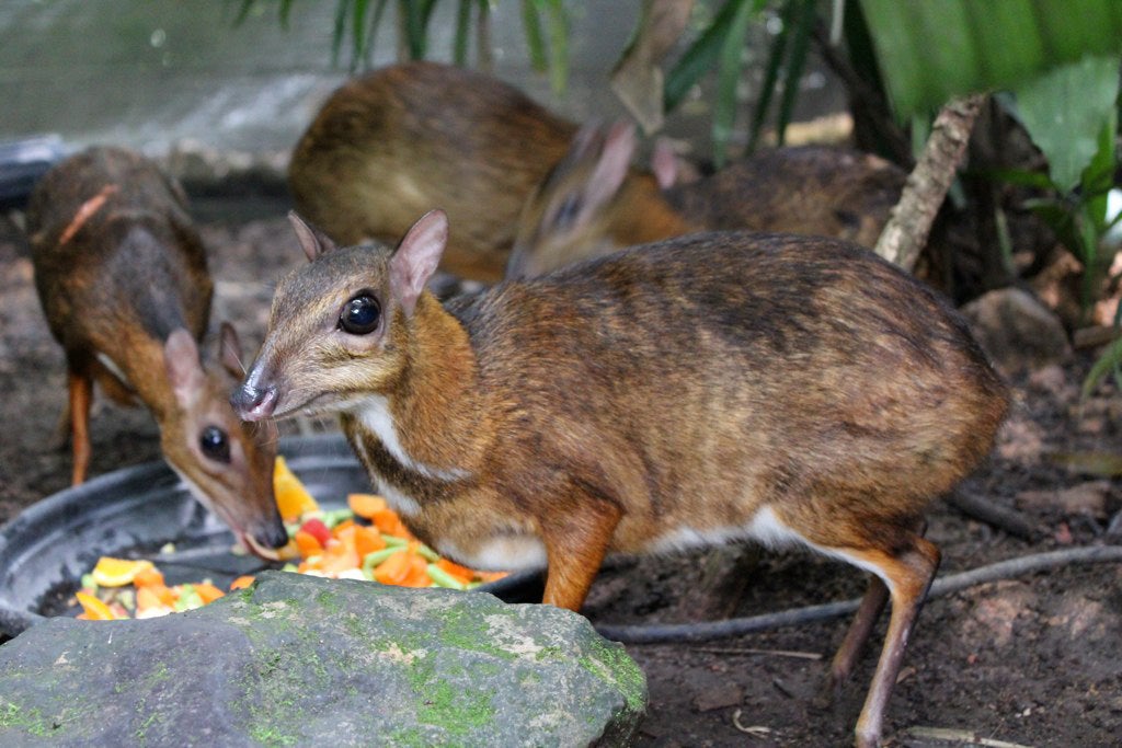 Mouse deer