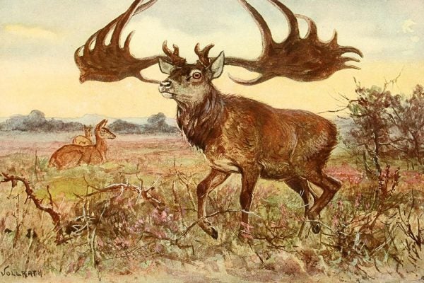 The Irish Elk