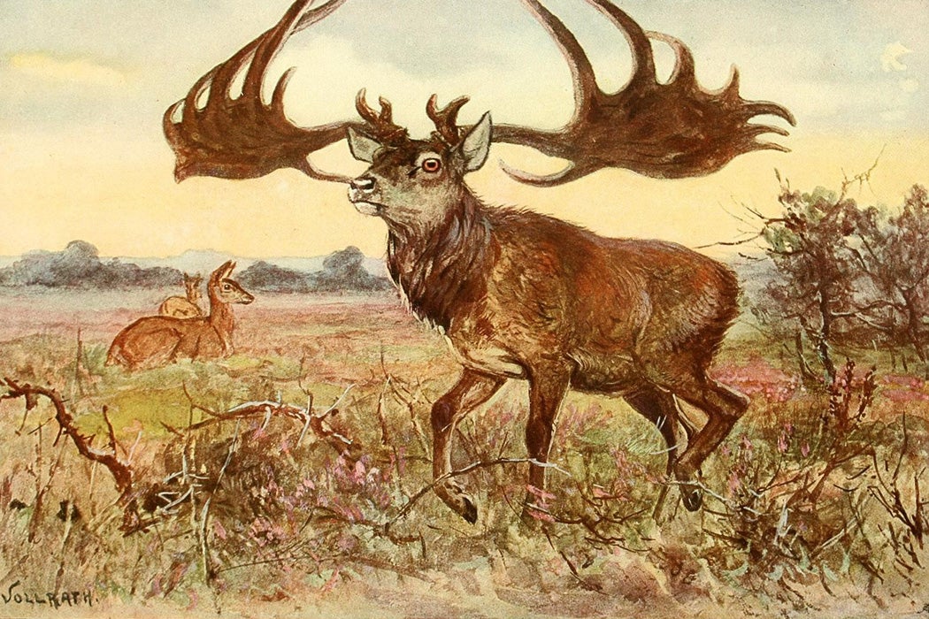 The Irish Elk