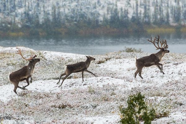 Three reindeer running through snow