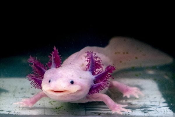 An axolotl