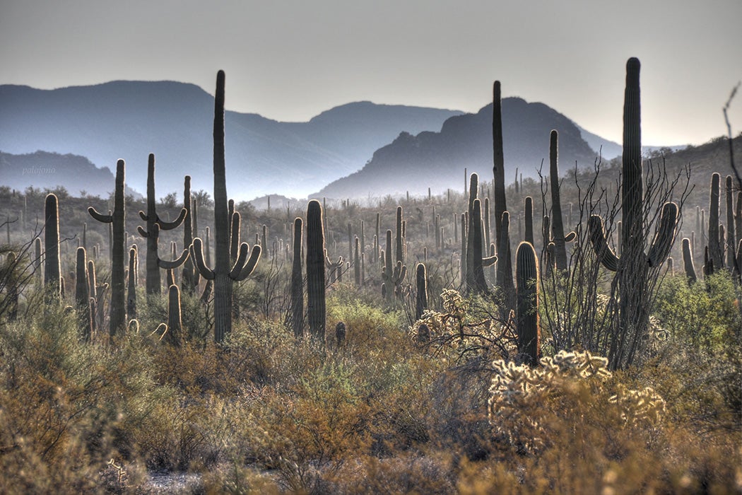 Organ Pipe Cactus National Monument