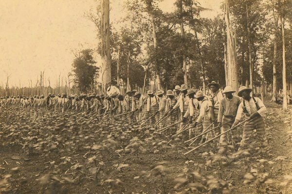 Parchman Penal Farm. Male prisoners hoeing in a field, 1911