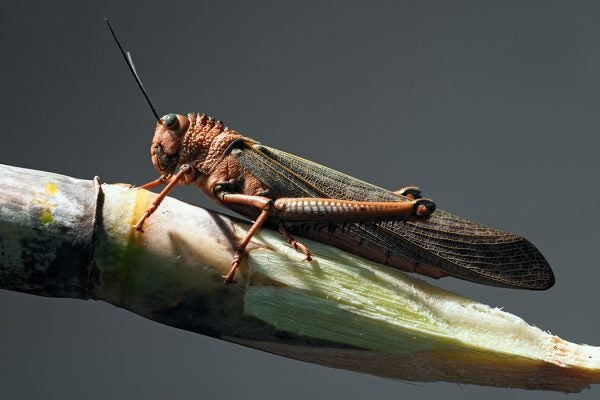 A locust standing on a sugar cane.