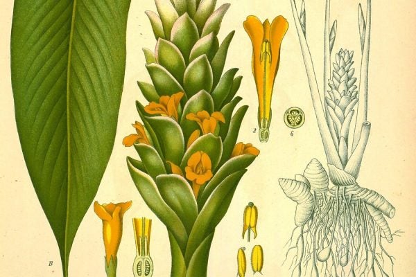 Anatomic drawing of Tumeric