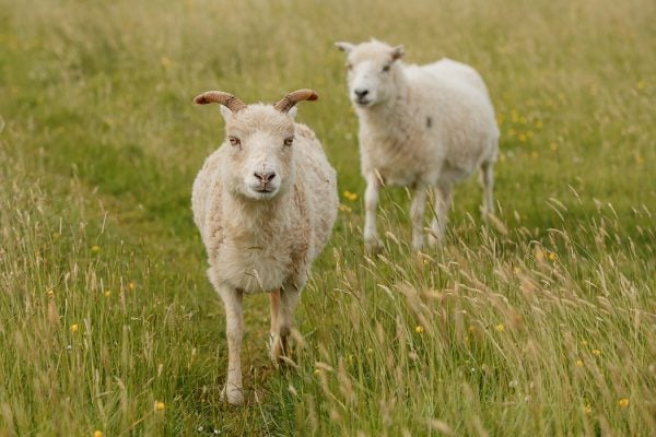 The North Ronaldsay or Orkney sheep is a breed from North Ronaldsay, the northernmost island of Orkney, off the north coast of Scotland.