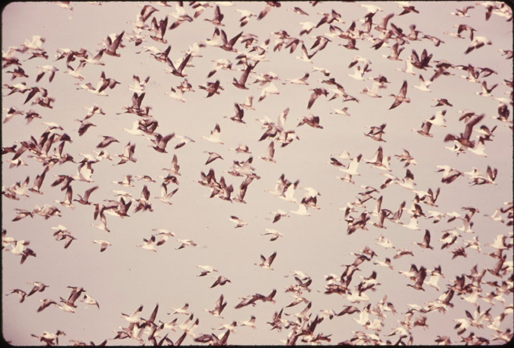 A flock of Blue Geese and Snow Geese in Missouri