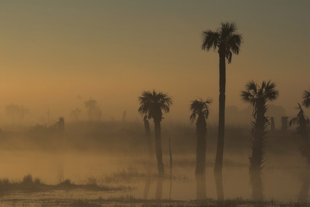 Palm trees in fog, Florida