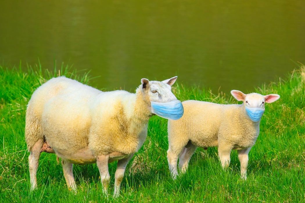 Two sheeps with face mask