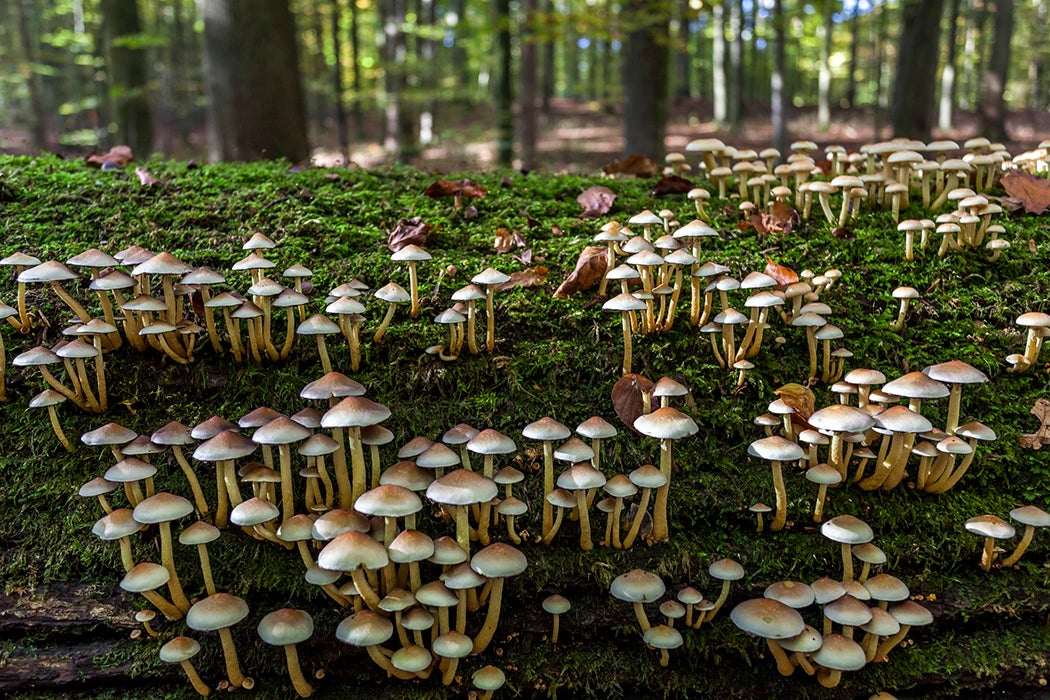 Mushrooms in a forest