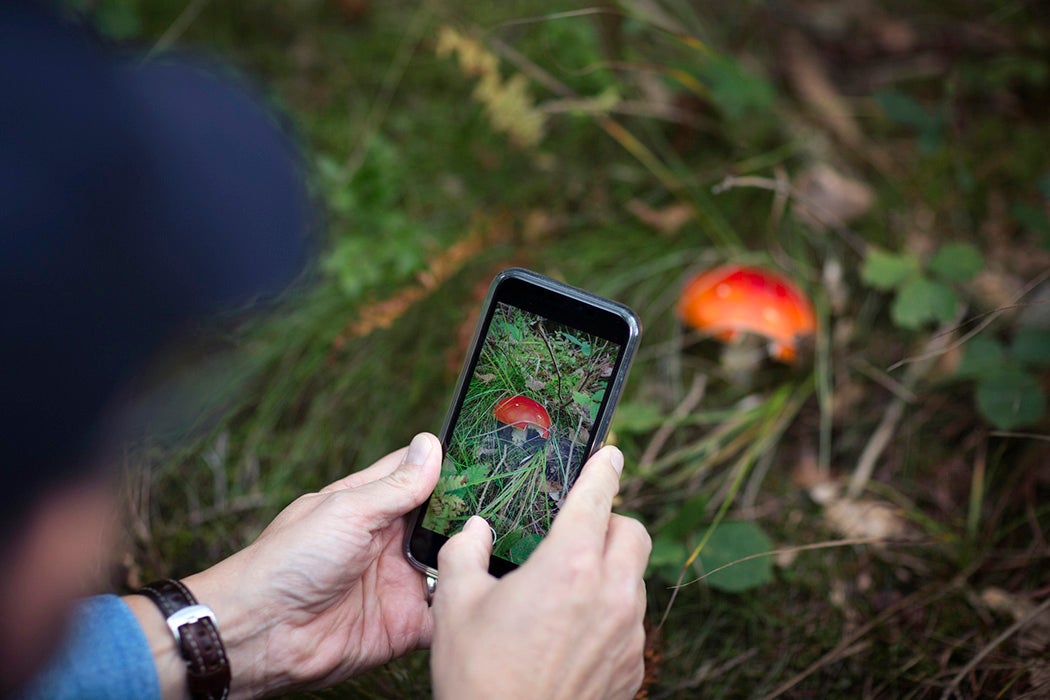 A person taking a photograph of a mushroom on their phone.