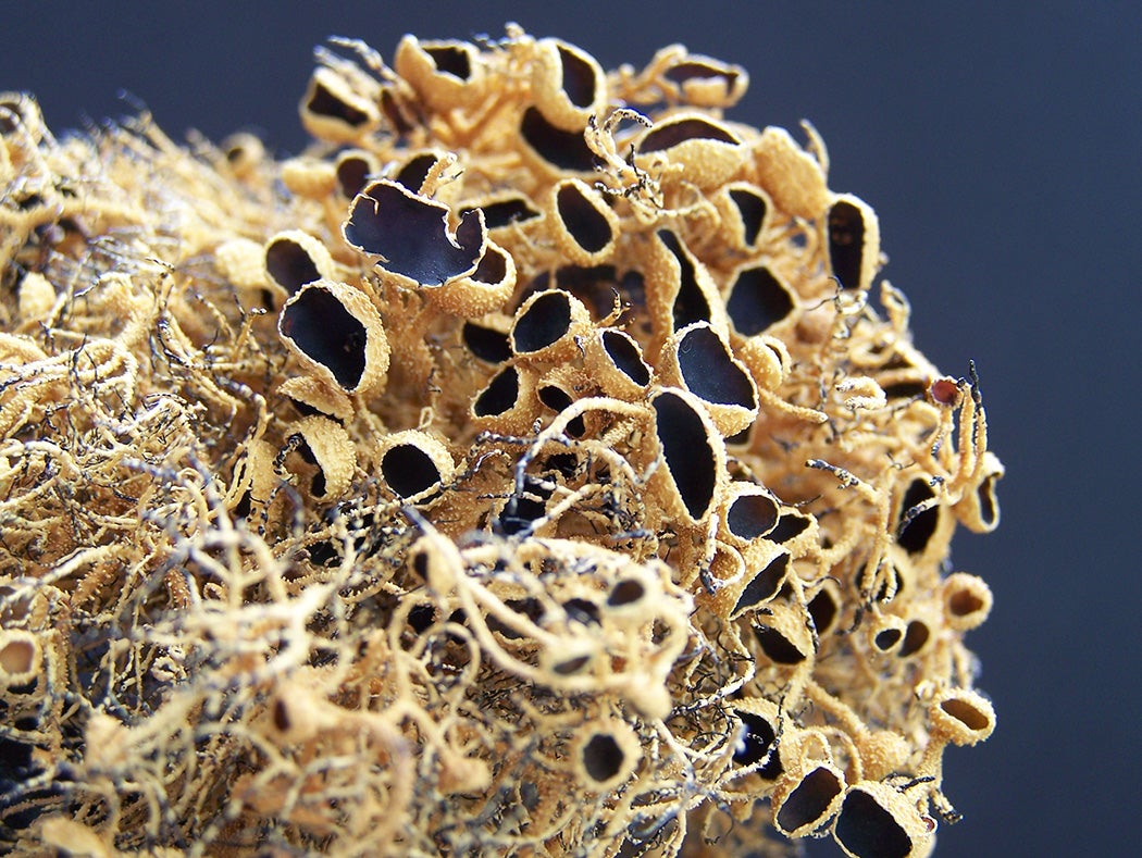 Usnea antarctica