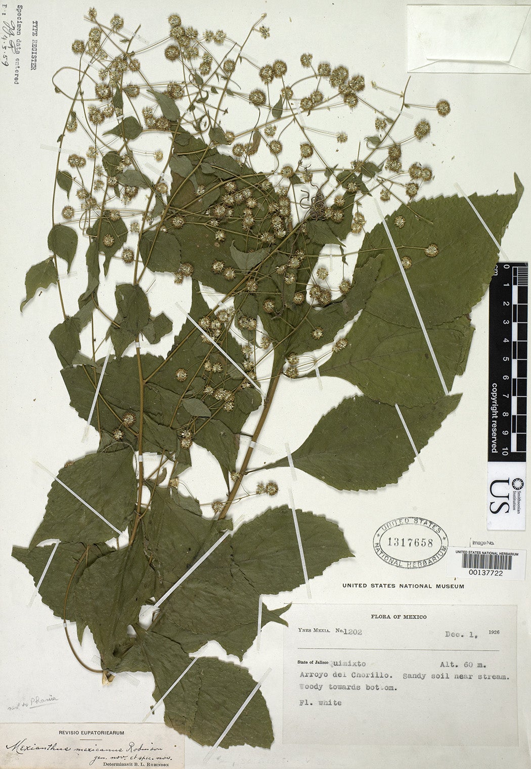 A specimen of Mexianthus mexicanus Robinson collected by Ynes Mexia