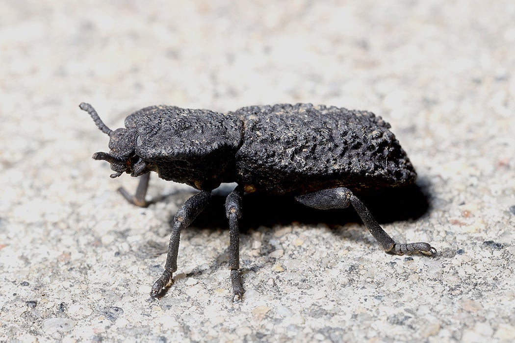 Diabolical Ironclad Beetle