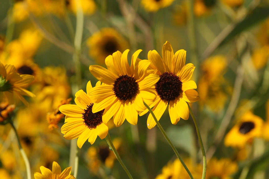 Helianthus paradoxus