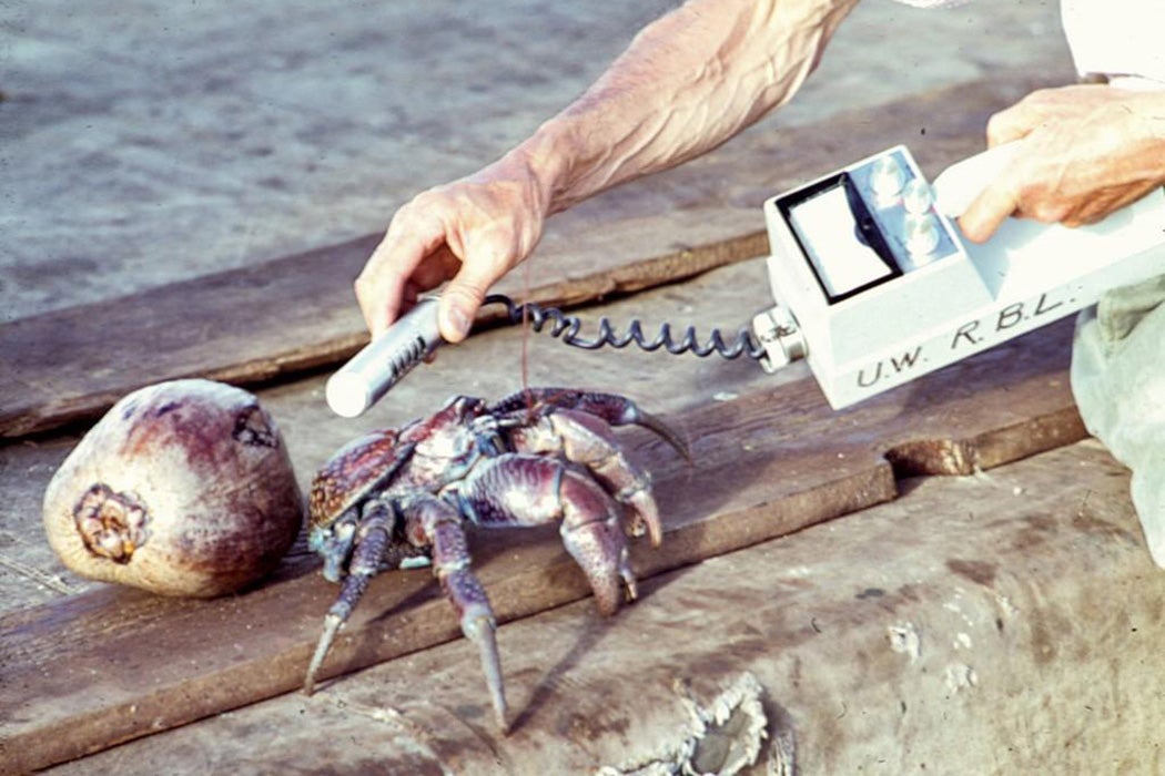 Coconut crab being monitored by geiger counter