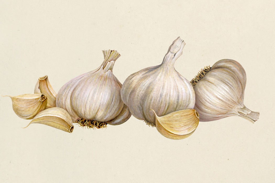 Garlic