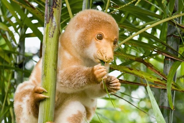 Photograph: Spotted cuscus (Phalangista maculata)

Source: Getty