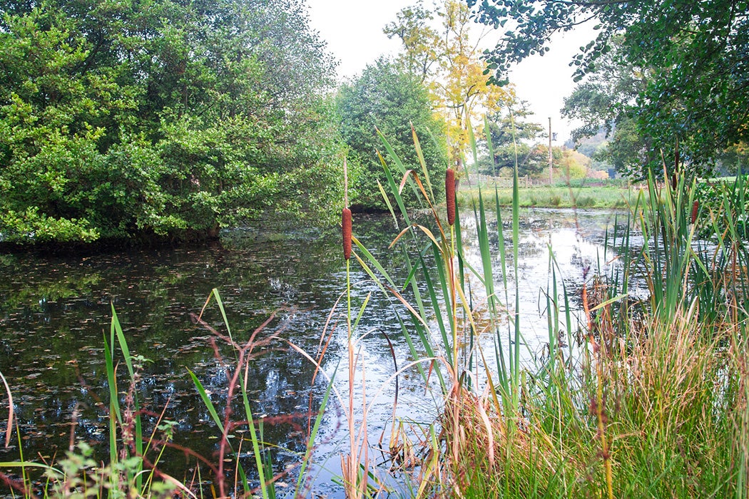 Typha spp.