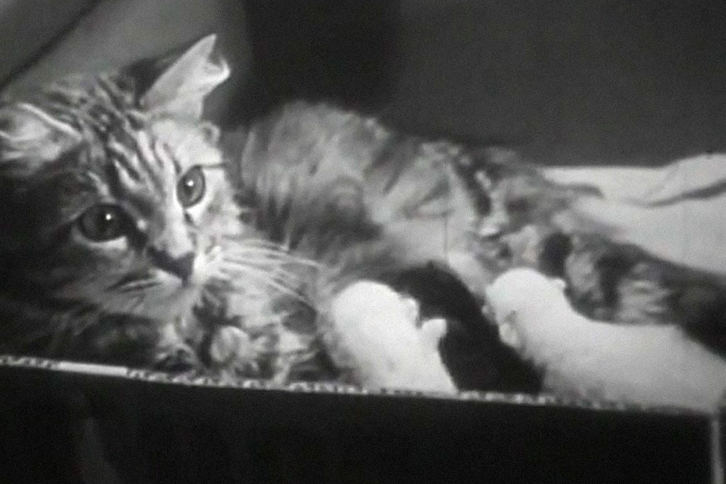 A still from The Private Life of Cats