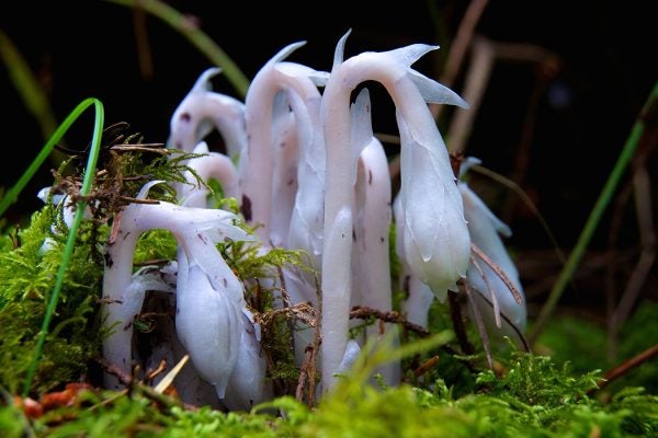 Ghost plant