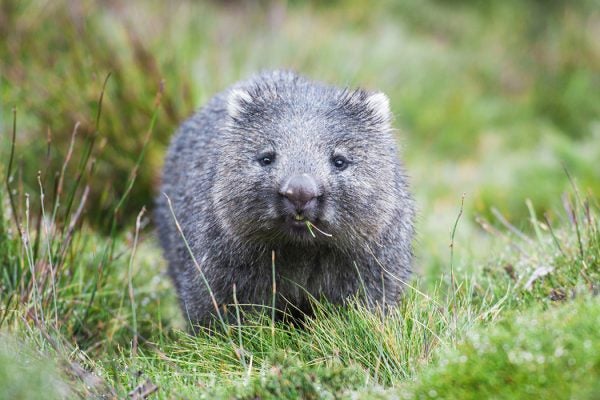 A wombat in Cradle Mountain, Tasmania