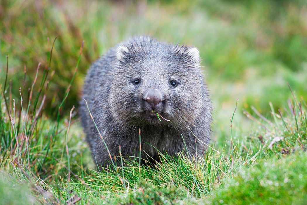 A wombat in Cradle Mountain, Tasmania