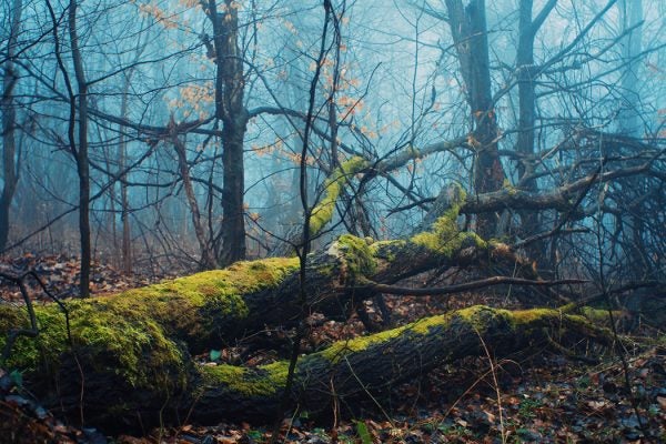 A dead tree in a forest