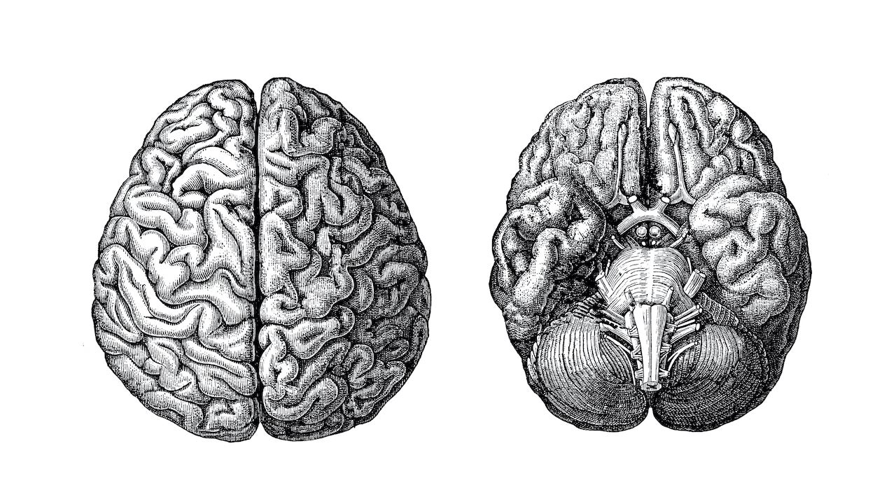 Illustration of a brain