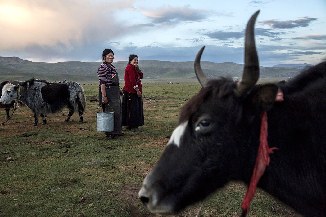 Nomadic ethnic Tibetan women stand amongst their Yak herd at a camp on July 27, 2015 on the Tibetan Plateau in Yushu County, Qinghai, China.