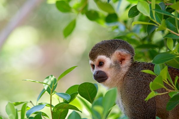 Common Squirrel Monkey