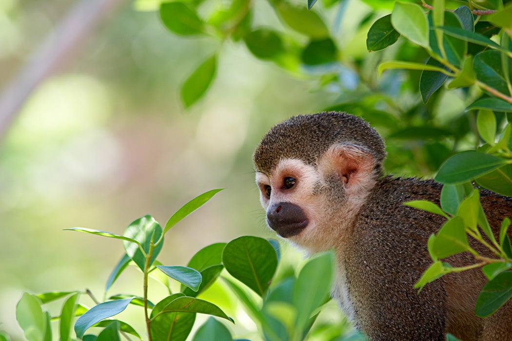 Common Squirrel Monkey