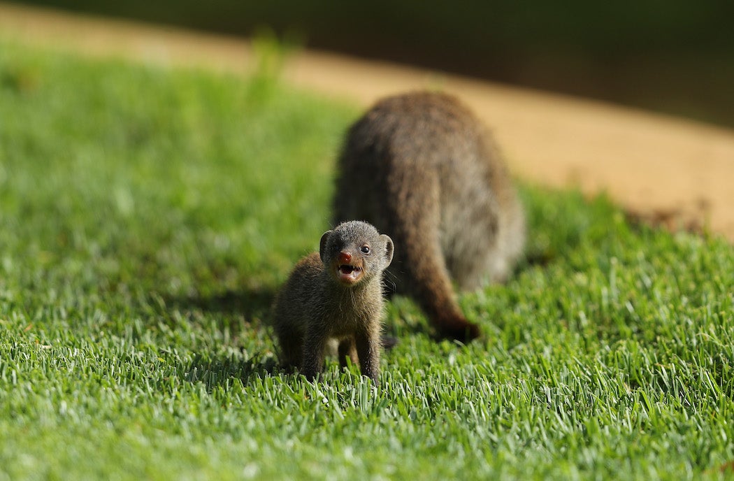 Mongoose baby