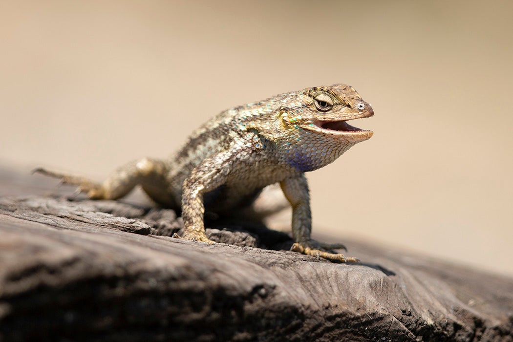 The Western Fence Lizard