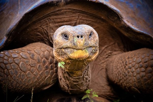 Close up of Galapagos giant tortoise