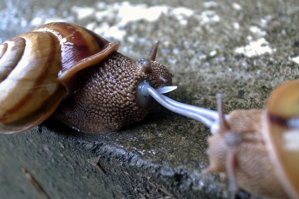 Euhadra snails mating