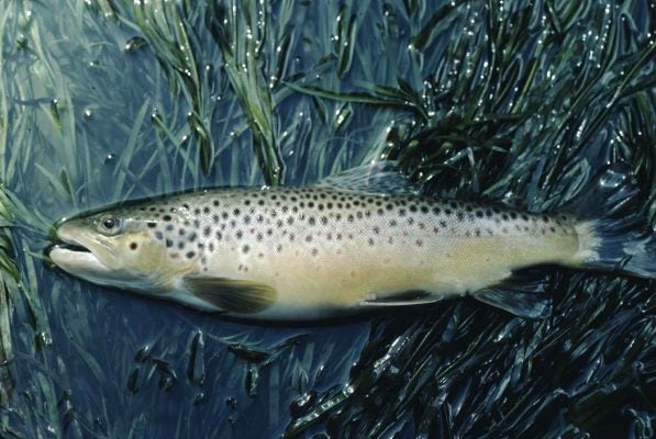 Salmo trutta (Brown trout)